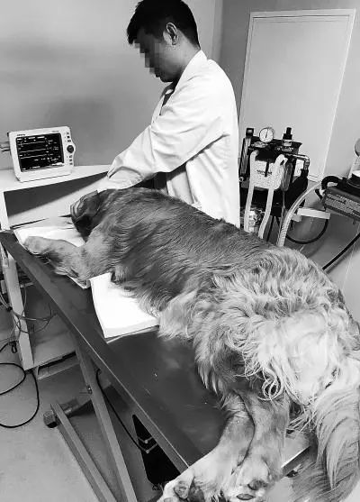 宠物医院生意火 看病比人贵,河南专项整治动物诊疗行业