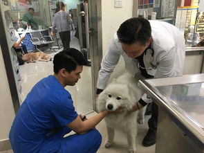 我们跑了上海7家权威的宠物医院,得出的结论是