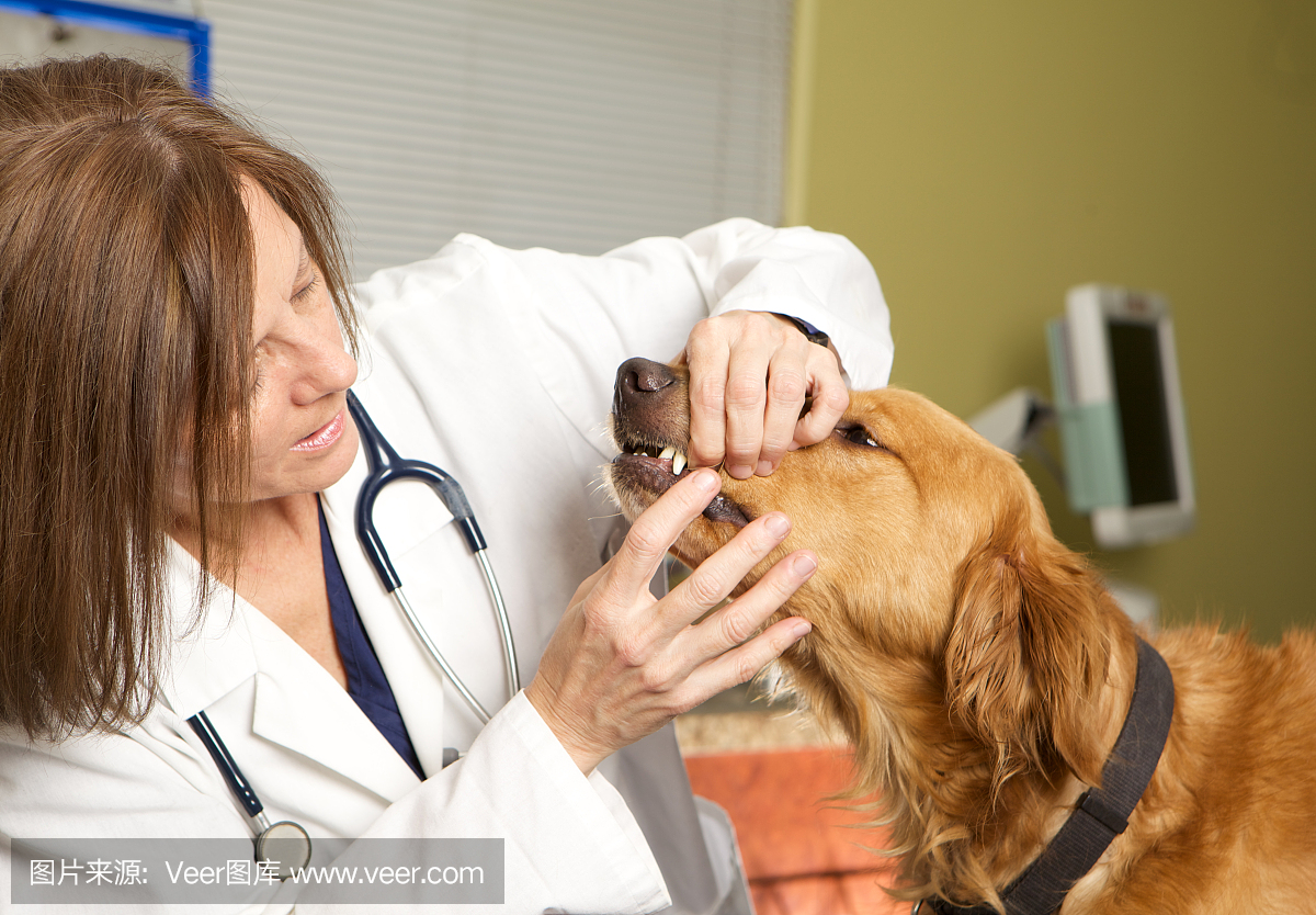 兽医检查金毛猎犬的嘴在她的诊所