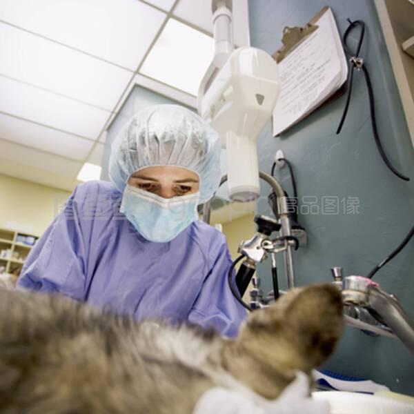 兽医手术