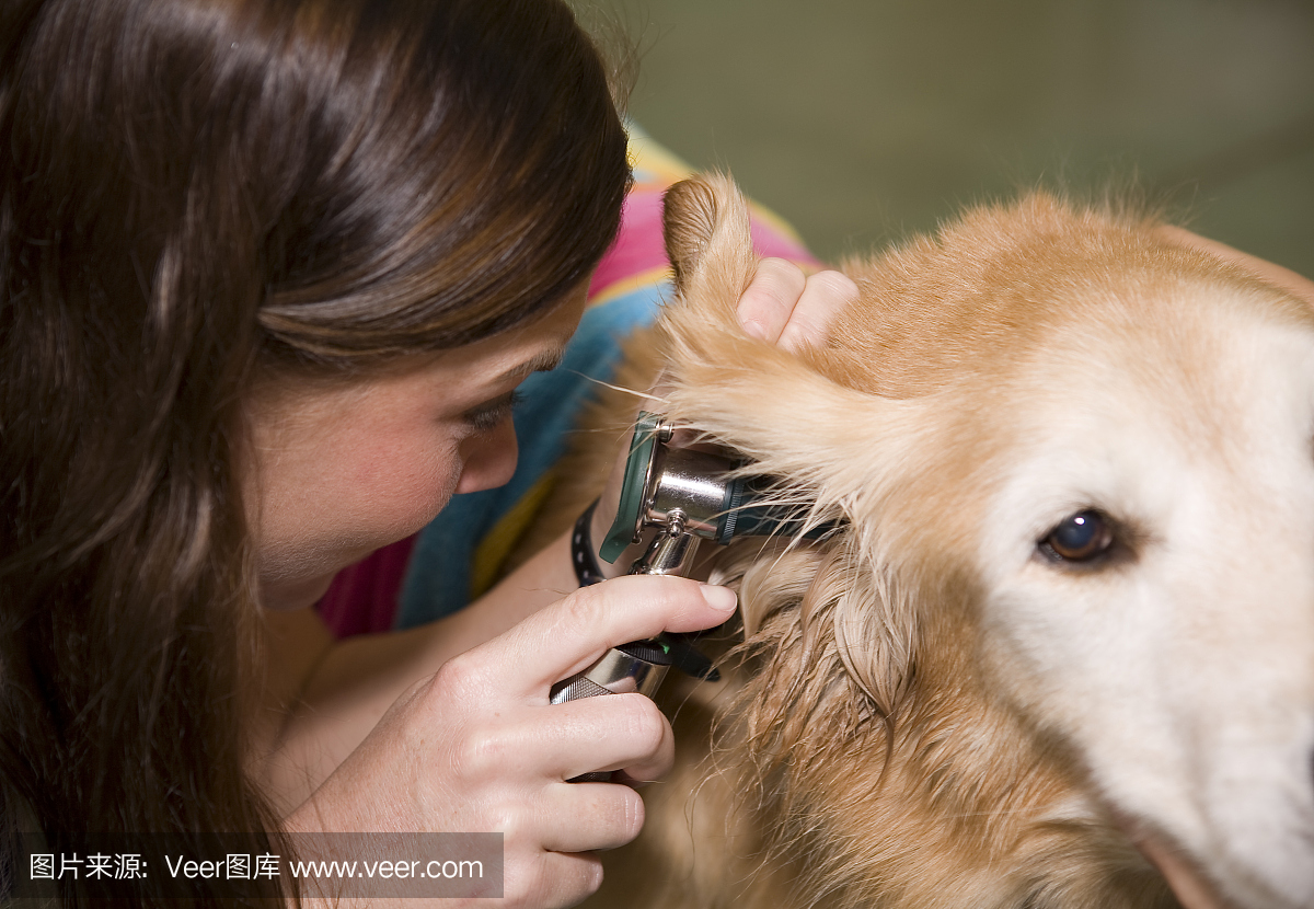 兽医技术员检查获救的金毛猎犬的耳朵